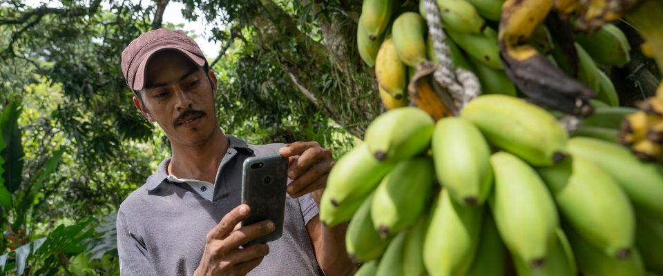 Persona revisa un celular junto a un racimo de plátanos verdes en una zona rural, reflejando el acceso a conectividad en el campo Persona revisa un celular junto a un racimo de plátanos verdes en una zona rural, reflejando el acceso a conectividad en el campo