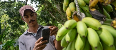 Persona revisa un celular junto a un racimo de plátanos verdes en una zona rural, reflejando el acceso a conectividad en el campo