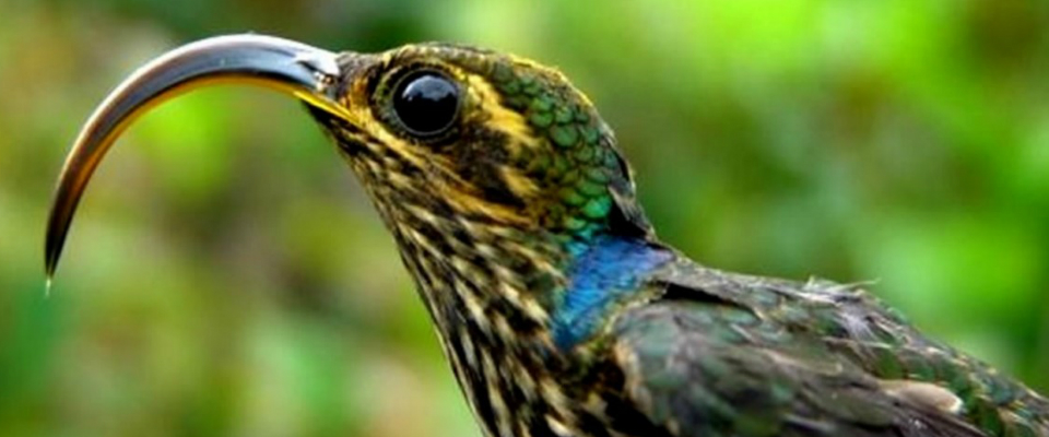 Caquetá AvenTúrisTICo