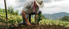 El plan del Gobierno para que agricultores usen inteligencia artificial El plan del Gobierno para que agricultores usen inteligencia artificial