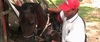 Gracias a un Kiosco Vive Digital, joven chocoano es el domador de caballos más querido de su comunidad Gracias a un Kiosco Vive Digital, joven chocoano es el domador de caballos más querido de su comunidad