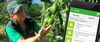 Aguacates y la aplicación que puede convertir el campo colombiano en una mina de oro Aguacates y la aplicación que puede convertir el campo colombiano en una mina de oro